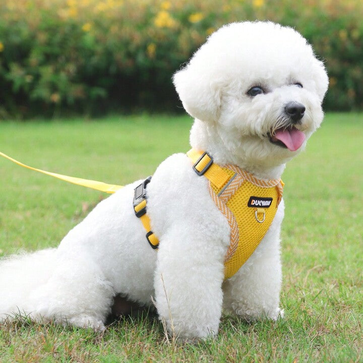 Ensemble harnais et laisse à réglage 4 points